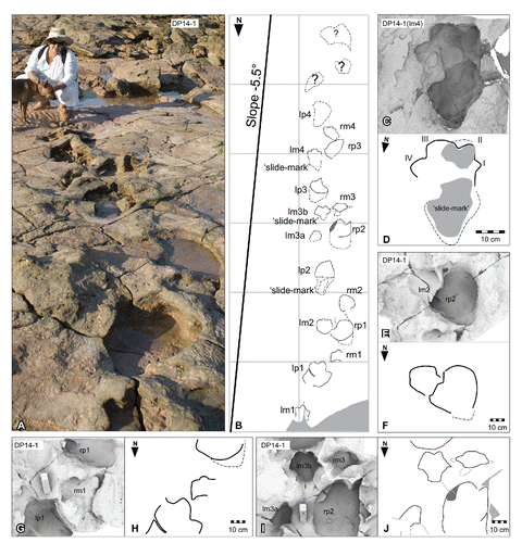 FIGURE 46. Garbina roeorum, ichnogen. et ichnosp. nov., from the Yanijarri–Lurujarri section of the Dampier Peninsula, Western Australia. Topotype trackway, UQL-DP14-1, preserved in situ as A, photograph (with Louise Middleton and her dog Missy) and B, schematic map. Left manual impression, UQL-DP14-1(lm4), preserved in situ as C, ambient occlusion image; and D, schematic interpretation. Coupled left manual and pedal impressions, UQL-DP14-1(lm2/rp2), preserved in situ as E, ambient occlusion image; and F, schematic interpretation. Track series UQL-DP14-1(lp1/rm1/rp1), preserved in situ as G, ambient occlusion image; and H, schematic interpretation. Track series UQL-DP14-1(lm3a,b/rp2/rm3/lp3), preserved in situ as I, ambient occlusion image; and J, schematic interpretation. See Figure 19 for legend.