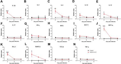 Figure 7 Cytokine expression in lungs of SARS-CoV-2-infected hamsters on days 3, 6, and 9 post-infection. Hamsters were infected with 5×105 TCID50 of SARS-CoV-2 (n=5 for SARS-CoV-2, and n=3 for non-infected control). On days 3, 6, and 9 post-infection, the hamsters were sacrificed, lung RNA was extracted, and cytokine gene expression profiles were determined by using qPCR. Relative index is presented as 2−ΔΔCT and the mean ± SEM of the numeric values in each SARS-CoV-2 group is also presented below at 3, 6, and 9 d.p.i., respectively. (A) IL-1β (4.787±0.592, 0.892±0.159, 1.054±0.270), (B) IL-4 (0.665±0.157, 0.190±0.043, 0.238±0.082), (C) IL-6 (5.682±1.304, 2.038±0.368, 0.666±0.198), (D) IL-10 (2.701±0.466, 1.004±0.143, 1.112±0.251), (E) IL-12 (3.610±0.653, 1.684±0.499, 0.198±0.024), (F) IL-17 (0.804±0.087, 0.493±0.0455, 0.456±0.0792), (G) IFN-γ (2.479±0.209, 2.106±0.328, 1.094±0.242), (H) iNOS (0.883±0.128, 0.513±0.024, 0.560±0.054), (I) MCP-1 (2.097±0.543, 1.696±0.171, 0.362±0.049), (J) MIP-1α (37.216±6.960, 4.745±0.496, 2.589±0.409), (K) PD-L1 (4.754±0.775, 1.221±0.168, 1.025±0.201), (L) RANTES (45.247±16.554, 25.458±2.261, 5.574±0.834, (M) TGF-β (0.672±0.073, 0.507±0.0231, 0.716±0.1228), (N) TNF-α (1.288±0.1220, 0.68±0.0517, 0.968±0.1251). Differences among groups were determined using two-way ANOVA with a Bonferroni post hoc test in panels (A–N) (*P < 0.05; **P < 0.01; ***P < 0.001), no significance among groups is not shown.