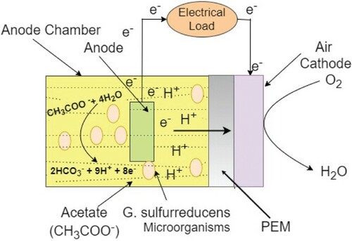 Figure 1. Single-chamber MFC with PEM.