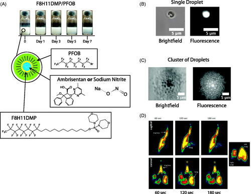 Figure 2. Emulsion characterization. (A) Sequential images of the emulsions over a 7-day period. Phase separation occurred after ∼3 days. Schematics of the formulation with the chemical structures for PFOB, F8H11DMP, ambrisentan, and sodium nitrite (NaNO2) are presented for the composition of the emulsion droplets. (B,C) Brightfield and fluorescent microscopy images of the emulsion for a single and cluster of droplets, respectively, and are <5 µm in diameter. (D) PET scan time sequenced images of the distribution of the aerosol in the rat lungs using the radiolabeled 18F.