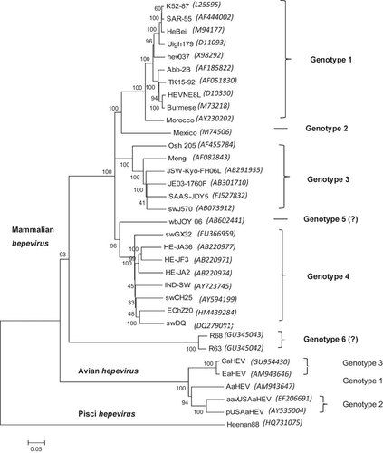 Figure 1 A phylogenetic tree based on the complete genomic sequences of representative HEV strains from each genotype. The tree was constructed using the neighbor-joining method with 1000 bootstrap analyses using MEGA5. The scale bar represents 0.05 nucleotide substitutions per position. The bootstrap values are labeled at the major nodes. The GenBank accession numbers of the HEV genomes are included in parenthesis after each strain.