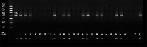 Figure 2. PCR products for H. pylori with oipA gene-based primers. Lanes 1–4 and 23, 25–26, 31–32, 34–35 and 38–39 are patients’ positive biopsy samples. Lanes Pc & W are positive (strain D0008) & negative (sterile distilled water) control, respectively.