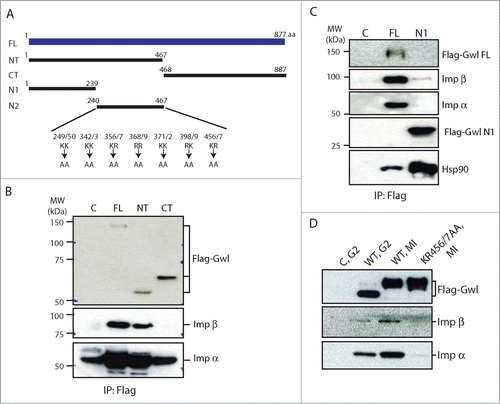 Figure 5. KR456/457 of Gwl mediates importin binding. (A) Schematic representation of various Gwl constructs. (B) Oocytes were injected with mRNAs encoding Flag-tagged full length (FL), NT, or CT-Gwl and incubated overnight. Oocytes were then treated with progesterone and collected at MI. Lysates from the MI oocytes were precipitated with anti-Flag antibody beads, and the precipitates were immunoblotted for Flag, importin β, and importin α. Uninjected oocyte lysates treated with Flag antibody beads served as a control (marked as C). (C) The N1 Fragment of Gwl Binds Hsp90 but not importins. Oocytes were injected with mRNA encoding the Flag-tagged full-length and N1 fragment of Gwl and analyzed by immunoblotting using antibodies against Flag, importin β, importin α, and Hsp90. (D) KR456/457 is essential for Gwl binding to importins. Oocytes at G2 phase were injected with mRNA encoding WT or KR456/457AA Flag-Gwl and incubated overnight. Some oocytes were then treated with progesterone and collected at MI. Uninjected G2 oocytes were treated identically as a control (marked as C, G2). Lysates from the G2 and MI oocytes were precipitated with anti-Flag antibody beads, and the precipitates were immunoblotted using Flag, importin β, and importin α antibodies.