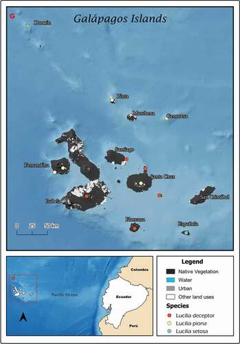 Figure 6. Map showing localities for the distribution of Lucilia deceptor, L. piona and L. setosa in the Galapagos Archipelago, Ecuador