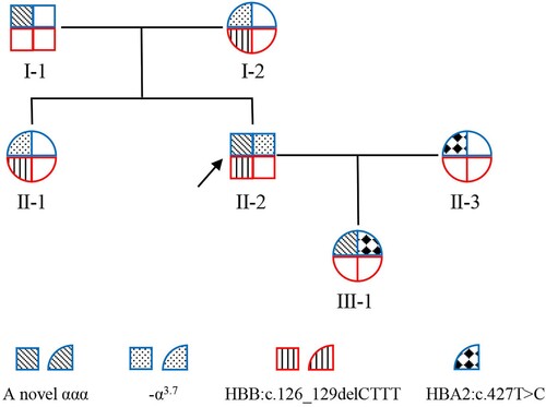 Figure 1. Family tree. The square indicates male, the circle indicates female. The proband is labeled with an arrow. Blue border indicates HBA gene allele, red border indicates HBB gene allele. The blanks indicate HBA-WT or HBB-WT.