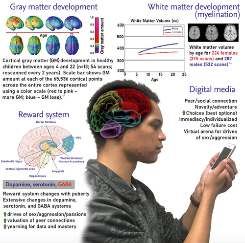 Figure 1. Illustration of naturally alluring features of digital media with adolescent neurobiological changes of steadily  - GABA, γ-aminobutyric acid. Compiled by Jacob B. Giedd. Two images reproduced from ref 44: Lenroot RK, Giedd JN. Brain development in children and adolescents: Insights from anatomical magnetic resonance imaging. 2006;30(6):718-29. Copyright © 2006 Elsevier. Every effort has been made to trace copyright holders and to obtain their permission for the use of copyright material. The publisher apologizes for any errors or omissions in the above and would be grateful if notified of any corrections that should be incorporated in future online editions of this article