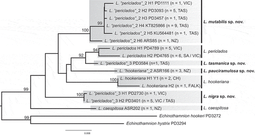 Fig. 1. Maximum likelihood phylogeny of Lophurella based on rbcL sequences. Species names at the branch tips indicate the original identification based on morphological characters; the vertical bars and their corresponding names indicate the reassessed species diversity based on morphological characters and molecular data. Names of new taxa are printed in bold. Values at the nodes represent bootstrap support, only shown if > 80. CH = Chile, FALK = Falkland Islands, NZ = New Zealand, SA = South Australia, TAS = Tasmania, VIC = Victoria.