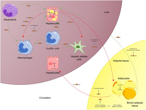 Figure 4. Crosstalk between AT and liver via EVs in MASLD/MASH.The crosstalk between AT and the liver via EVs is significant in MASLD/MASH. Several AT-derived EVs enveloping miRNAs, Akr1b7, CD36, miR-99b, or miR-132-3p are released into circulation to regulate hepatic pathological processes. Meanwhile, hepatocyte-derived exosomal let-7b-5p could modulate energy expenditure and WAT browning in AT, thereby accelerating HFD-induced steatosis and obesity. The exosome content may have either a beneficial or detrimental effect on the target cells or tissues, as indicated by the green and red arrows respectively. The target genes of EV miRNAs that interact between the two organs are annotated. This figure was created by the authors of this article.Abbreviations: ADRB3, adrenoceptor beta 3.