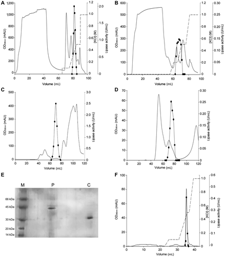 Fig. 1. Purification of P. solitum 194A and C. cladosporioides 194B lipases.Note: Elution profiles of P. solitum 194A and C. cladosporioides 194B enzymes from a HiTrap DEAE FF column (panels (A) and (B), respectively) and from a HiLoad 16/60 Superdex 75 column (panels (C) and (D) respectively). Circles represent lipase activity, the continuous line represents the absorbance at 280 nm, and the broken line represents the KCl gradient used for elution from the anionic exchange columns. Silver-stained 12% SDS-PAGE of the two purified lipases is represented in panel (E). Lane M, molecular weight markers; lane P, P. solitum 194A lipase; lane C, C. cladosporioides 194B lipase. Panel (F) represents the final chromatography performed for the C. cladosporioides 194B lipase on a HiTrap DEAE FF column.