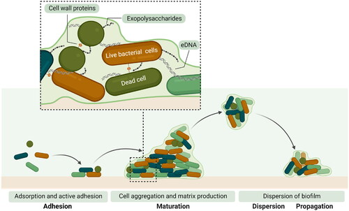 Figure 1. The stages of biofilm formation. Bacteria adhere to the biomaterial by chemical and physical forces followed by biofilm maturation where the EPS is produced and bacterial cells aggregate. For Staphylococcus aureus and Staphylococcus epidermidis, biofilm formation includes the production of polysaccharides, intercellular adhesion, and the release of extracellular DNA. A mature biofilm can disperse and propagate to a new infection location (Created with biorender.com).