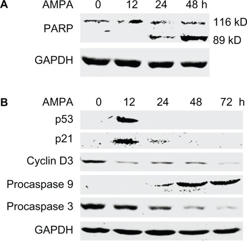 Figure 5 AMPA induces changes in expression levels of genes involved in cell cycle and apoptosis.
