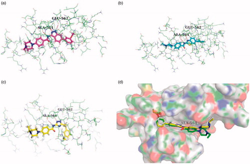 Figure 3. The docking mode of compound 9d (a), 12a (b), and 18 b (c). (d) Superposed docking poses of 9e (white), 9f (yellow), and 9 g (green).