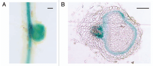 Figure 1 GH3:GUS expression in determinate nodule at 6 dpi. (A) GUS staining was observed in the central cylinder of the root vascular bundle and in the nodule. (B) Cross section of (A). GUS expression was observed around the infection zone of the nodule. Bars = 100 µm.