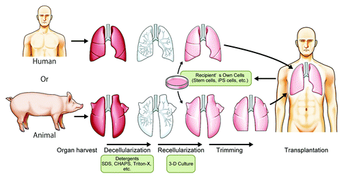 Figure 1. Schematic of decellularization and recellularization based whole lung regeneration for transplantation. Harvested human or animal lungs are decellularized by detergents such as SDS, CHAPS, or Triton-X. The decellularized lung is recellularized by the recipient’s own stem/progenitor cells or iPSCs.