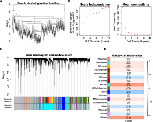 Figure 2 Identification of MPRGs score-related module genes (A) Sample clustering to detect the outliers in the TCGA-HCC dataset. The red line represents the height of the screening outliers. (B) Analyses of the appropriate soft threshold power and minimum mean connectivity to construct topological overlap matrix T(OM). (C) Clustering dendrograms of the co-expression network modules. (D) The correlation analysis between the TME score and module, correlation coefficient, and p-values are shown.