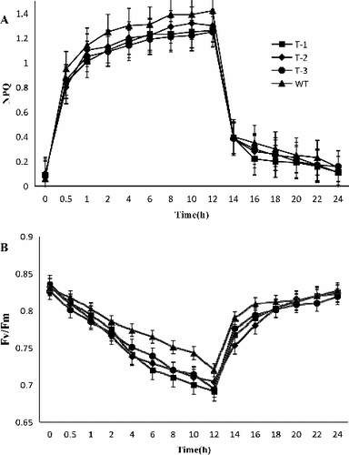 Figure 6. Effect of chilling–low irradiance stress on NPQ (A) and Fv/Fm (B) of transgenic and WT Arabidopsis plants.