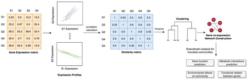 Figure 5. General workflow of the co-expression network. The gene expression matrix describes the intensities of genes (rows) in different samples (columns). The expression profiles are generated from these matrices and are used to generate a similarity matrix for gene co-expression. A threshold is applied to cluster similar genes together based on their expression patterns and this cluster can be represented as a network, with nodes representing genes and edges representing the correlation between these genes. Further downstream analysis can be performed based on the research objective.