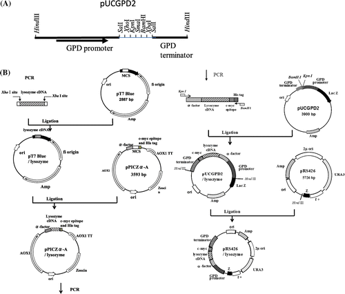 Fig. 1. Restriction map of pUCGPD2 (A) and construction of the expression plasmids for c-Myc-tagged lysozymes (B).