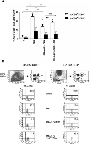 Figure 2 CTLA-4-Fc inhibition of PHA-induced CD4+ T-cell activation by the IDO-dependent mechanism. (A) Expression of CD69 was detected on CD3+CD4+ T cell population from BMMC stimulated by PHA in the absence or presence of CTLA-4-Fc and/or IDO inhibitor, 1-methyl-DL-tryptophan (1-MT) by flow cytometry. The results are presented as the mean ± SEM (n = 4 in OA and n=4 in RA patient groups, shown together). Comparison of groups was analyzed by Wilcoxon test; ** p < 0.01, ns – not significant. (B) Representative gating strategy and staining are shown for OA and RA BM CD4+ cells respectively. The numbers depicted on dot plots show the frequencies of the subset expressing proper marker. C (control) – cells cultured alone in culture medium.