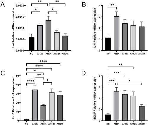 Figure 5 mRNA expression levels of BDNF and associated factors in AR and NC tissue. (A–D) mRNA levels of IL-4, IL-5, IL-13 and BDNF were detected by qRT-PCR and analyzed with GraphPad 8. Statistical significance was detected by the paired Student’s t-test method. ANOVA was performed for comparison among more than two groups. ns Means “no significant”, *Means p<0.05, **Means p<0.01, ***Means p<0.001,****p< 0.001.