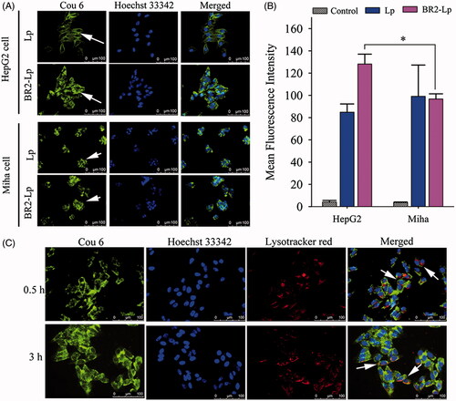 Figure 3. (A) Cellular uptake of coumarin-6 labeled Lp and BR2-Lp by HepG2 cells and normal hepatocytes Miha cells. Both cells were treated with Lp and BR2-Lp at 0.1 μg/ml cou6 for 3 h at 37 °C, respectively. Cell nuclei were stained blue with Hoechst 33342. Coumarin-6 was shown as green fluorescence (Scale bar 100 μm). The images were taken by fluorescent microscope. (B) Mean fluorescence intensity of cells after incubation with BR2-Lp/cou6 for 3 h at 37 °C by flow cytometry. The data presented as the mean ± SD, n = 3. *p < .05. (C) Intracellular distribution of cou6-loaded BR2-Lp at 0.1 μg/ml Cou6 concentration in HepG2 cells after 0.5 and 3 h incubation. BR2-Lp was represented in green fluorescence. Cell nuclei and endosomes/lysosomes were counterstained with Hoechst 33342 (blue) and LysoTracker Red (red), respectively. The scale bar represents 100 μm.