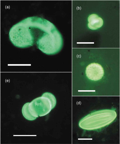 Figure 2. Photograph of five major pollen grains of the Grigoriev ice core observed with a fluorescence microscope: (a) Picea; (b) Artemisia; (c) Chenopodiaceae; (d) Ephedra; and (e) Pinus. Scale bars are 50 µm for (a) and (b) and 20 µm for (c), (d), and (e).