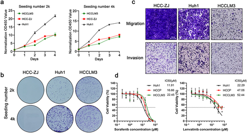 Figure 4. In vitro characteristics of HCC-ZJ cells. (a) the proliferative potential of HCC-ZJ, Huh1, and HCCLM3 cells (n = 4); (b) colony formation ability of HCC-ZJ, Huh1, and HCCLM3 cells (n = 3); (c) migration and invasion abilities of HCC-ZJ, Huh1, and HCCLM3 cells (n = 3);(d) the sensitivity of HCC-ZJ, Huh1, and HCCLM3 to sorafenib (left) and lenvatinib (right) (n = 5).