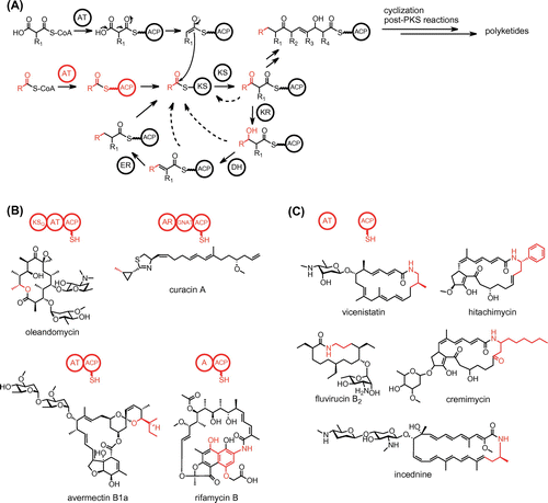 Fig. 1. The structures of polyketides. The starter units and loading modules are shown in red.