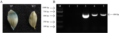 Figure 1. Molecular analysis of transgenic L. japonicus plants. GUS assay (A) of transformed plant; TP: transgenic plants; WT: wild type; blue stain exhibited GUS activity in TP leaf. PCR analysis (B) of transgenic plant; M: DL2000 Marker (TaKaRa, Dalian, China); 1: H2O; 2: Wild type; 3: pSFRLH plasmid carrying ChIFNα gene; 4–5: Different transformed lines using ChIFNα gene.