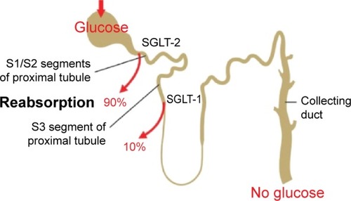 Figure 1 Mechanism of action for SGLT-2 inhibitors.