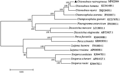 Figure 1. The phylogenetic tree based on complete mtDNA sequences using the neighbour-joining method in MEGA 5.1. C. rastrospinosus was highlighted with a black triangle.