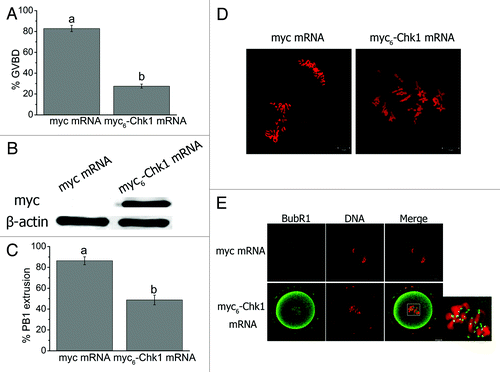 Figure 5. Chk1 overexpression arrested oocytes at MI or earlier stages, prevented homologous chromosome segregation and activated the spindle assembly checkpoint. (A) Rate of GVBD oocytes in myc and myc6-Chk1 mRNA injected groups at 2 h of injection. The oocytes were collected and cultured in milrinone-free M2 medium. Data are presented as mean percentage (mean ± SEM) of at least three independent experiments. Different superscripts indicate statistical difference (p < 0.001). (B) western blot analysis of myc tagged Chk1 expression. GVBD oocytes were injected in this test. (C) Percentage of PB1 extrusion in myc and myc6-Chk1 mRNA injected groups 10 h of injection. Data are presented as mean percentage (mean ± SEM) of at least three independent experiments. The superscripts a, b indicate statistical difference (p < 0.01). (D) Representative images of chromosome spreads of the oocytes in myc and myc6-Chk1 mRNA injected groups. (E) Detection of BubR1 in myc and myc6-Chk1 mRNA injected oocytes. Bars (D and E), 10 μm.