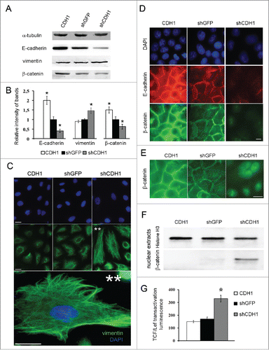 Figure 2. Effects of E-cadherin expression alterations on morphology features and activation of Wnt/β -catenin signaling pathway in A549 cells. (A) A representative Western blot analysis of E-cadherin, vimentin and β-catenin expression in A549 cell sublines. α-tubulin was analyzed as loading control. (B) Average results of E-cadherin, vimentin and β-catenin bands densitometry analysis normalized by tubulin expression of 3 independent experiments (Mean ± SD, * - p ≤ 0,05). (C) Immunofluorescent staining of A549 cell sublines with antibodies to vimentin. Bars 5 μm. ** - Enlarged A549shCDH1 cells with well-detected vimentin filaments. (D) Immunofluorescent staining of A549 cell sublines stained with E-cadherin and β-catenin antibodies. Bars 5 μm. (E) Enlarged and strongly enhanced immunofluorescent images of β-catenin staining of A549 cell sublines for nuclear β-catenin detection. Bars 5 μm. (F) Nuclear extracts Western blot analysis of β-catenin in A549 cell sublines. Histone H3 was used as loading control. (G) The reporter construct expressing luciferase gene under control of TCF/Lef was introduced into A549 cell sublines, luciferase activity was measured in 3 experiments; average data are presented (Mean ± SD, * p ≤ 0,05).