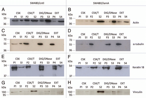 Figure 2 The membrane-bound protein vinculin is lost from detergent/high salt resistant N/CSK during biochemical fractionation of SW480 cells, whereas cytoskeletal proteins remain mostly insoluble. Pellets and supernatants were prepared from SW480/lamA and SW480/cntl cells at 70% confluency as described in materials and methods. Each fraction was resolved on 12% SDS-PAGE gels and transferred to nitrocellulose. Blots were probed with anti-actin (A and B), anti-α-tubulin (C and D), anti-keratin 18 (E and F) or anti-vinculin (G and H) antibodies.