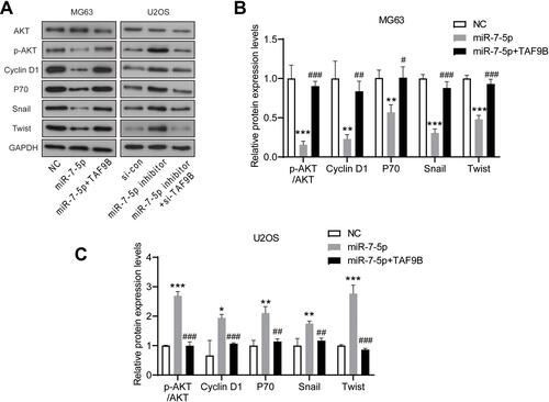 Figure 6 miR-7-5p inhibits the AKT pathway in OS cells, which is blocked by TAF9B overexpression. (A), The expression levels of AKT, p-AKT, Cyclin D1, p70, Snail, and Twist were detected using Western blot. (B and C), The column diagram represented the levels of protein relative to the control group. *p<0.05, **p<0.01 and ***p<0.001 vs NC or si-con group; #p<0.05, ##p<0.01 and ###p<0.001 vs miR-7-5p or miR-7-5p inhibitor group.