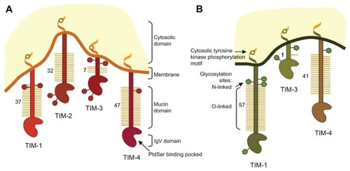 Figure 1 Schematic representation of mouse and human T cell immunoglobulin and mucin-domain (TIM)-containing molecules.