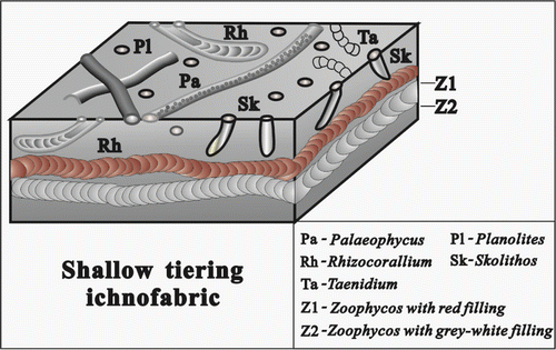 Figure 9. The composition and occurrence characteristics of ichnofossils in the shallow tiering ichnofabric.