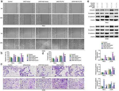 Figure 3. Knockdown of PAF1 reduced CC cell migration and invasion through modulating FLOT2. Groups were separated into the control, siNc+vector, siPaf1#2+vector, siNC+FLOT2 and siPAF1#2+FLOT2 group. (a-b) the cell migration was confirmed in HeLa and C33A cells through wound healing assay. (c-d) the cell invasion was assessed in HeLa and C33A cells through Transwell assay. (e) the protein expression of Vimentin, N-cadherin and E-cadherin were evaluated in HeLa and C33A cells through western blot. *p < 0.05, **p < 0.01, ***p < 0.001 vs the siNc+vector group; ^p < 0.05, ^^p < 0.01, ^^^p < 0.001 vs the siPaf1#2+vector group; &p < 0.05, &&p < 0.01, &&&p < 0.001 vs the siNC+FLOT2 group.