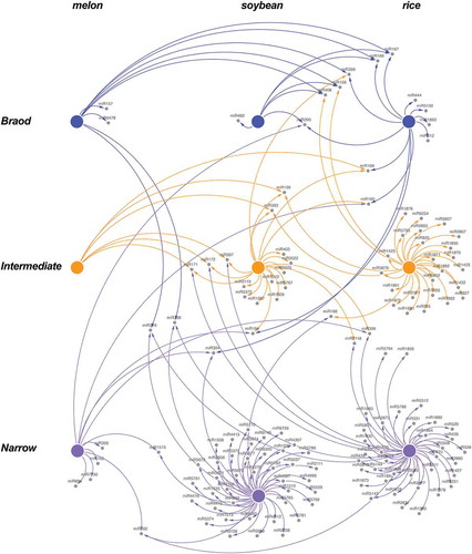 Figure 9. The general architecture of the miRNA-mediated response to stress is conserved in other crops. Graphic representation of the connectivity between stress responsive miRNAs identified in melon, soybean and rice according it categorized range of response to stress. Interactions between stress responsive miRNAs support that the functional categorization of the stress responsive miRNA families is comparable in the three analysed crops. Nodes represent functional groups (Broad – blue, Intermediate – orange and Narrow – magenta) of stress responsive miRNAs in melon, soybean and rice. Edges represent weighted associations between miRNAs based on response-range in each analysed crop.