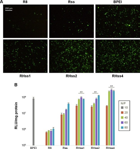 Figure 8 Reporter gene transfection assay in HeLa cells.Notes: (A) Fluorescence microscopic observation of EGFP expression. (B) Luciferase expression of different RHss/pGL3 polyplexes. Data are expressed as mean ± SD (n=3). aP<0.01 vs R8, bP<0.01 vs Rss. The N/P ratio is the ratios of moles of the amine groups of cationic polymers to those of the phosphate groups of DNA.Abbreviations: BPEI, branched polyethylenimine; EGFP, enhanced green fluorescent protein; pGL3, plasmid encoding luciferase gene; RHss, reducible chimeric polypeptide containing two functional peptides: octa-d-arginine and tetra-l-histidine peptides; RLU, relative luciferase unit; Rss, single cross-linked R8 peptide; SD, standard deviation; N/P, N/P ratio.