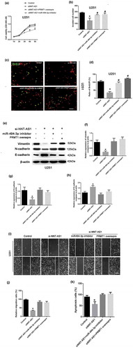 Figure 5. The role of the miR-494-3p/PRMT1 axis in the tumor-suppressive effects of NNT-AS1 inhibition.