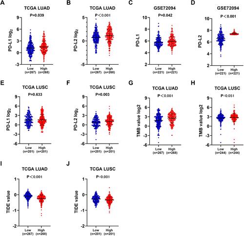 Figure 7 Mmunotherapeutic responses in ZNF143 high and low groups of LUAD and LUSC. (A and B) PD-L1 and PD-L2 levels in ZNF143 high and low groups in LUAD from TCGA. (C and D) PD-L1 and PD-L2 levels in ZNF143 high and low groups in LUAD from GSE72094. (E and F) PD-L1 and PD-L2 levels in ZNF143 high and low groups in LUSC from TCGA. (G and H) Comparisons of TMB values between groups in LUAD and LUSC from TCGA. (I and J) TIDE prediction scores of the two groups in LUAD and LUSC from TCGA.