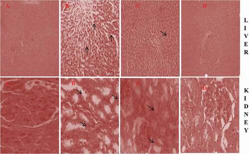 Figure 4. Photomicrograph of representatives liver and kidney of (A) Control, (B) IND alone, (C) IND + THY and (D) THY alone. Control liver and kidney showed intact architectural arrangement. Liver of IND alone rats showed infiltration of inflammatory cells, dispution of hepatocytes arrangement and enlargement of the sinusoids; Liver of rat co-treated with IND + THY showing few inflammatory cells while THY alone treated group showing near to normal architecture. The kidney of IND alone showed vacuolation and renal tubular necrosis, disintegration of medullary tubules with edema (arrow) at interstitium and inflammatory cellular infiltration. The kidney of rats co-treated with IND + THY showed mild tubular degeneration and infiltration of inflammatory cells whereas THY alone treated group showing near to normal architecture (H & E X 400).