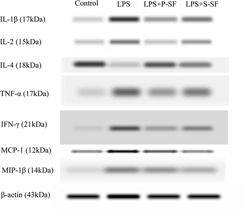 Figure 4.  Representative Western immunoblots of cytokines (e.g., IL-1β, IL-2, IL-4, TNFα, IFNγ, MCP-1, and MIP-1β) in lung tissues of rats in the various treatment regimens.