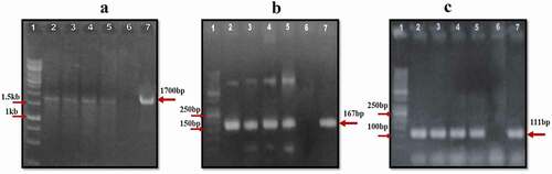 Figure 3. PCR detection of transgenic cotton plants. (a) PCR amplification of cry1Ac. Lane 1: 1kb DNA Ladder; Lane 2–5: putative transgenic cotton plants showing amplification of 1700bp PCR product of cry1Ac; Lane 6: Negative control; Lane 7: Positive control. (b) PCR amplification of cry2A. Lane 1: 50bp DNA Ladder; Lane 2–5: putative transgenic cotton plants showing amplification of 167bp PCR product of cry2A; Lane 6: Negative control; Lane 7: Positive control. (c) PCR amplification of cp4-EPSPS. Lane 1: 50bp DNA Ladder; Lane 2–5: putative transgenic cotton plants showing amplification of 111bp PCR product of cp4-EPSPS; Lane 6: Negative control; Lane 7: Positive control