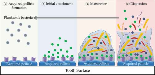 Figure 1. Biofilm formation and development in the oral cavity. a. acquired pellicle formation; b. initial attachment of early colonizers; c. maturation of biofilm and coaggregation of bacteria; D. dispersion of bacteria.