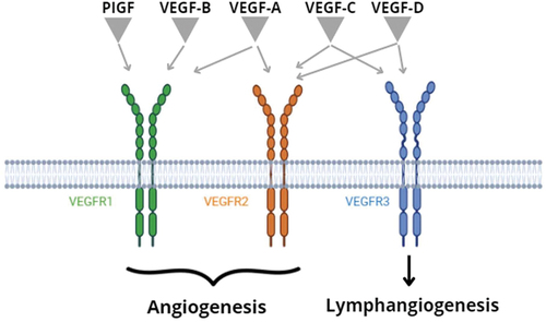 Figure 1. VEGF/VEGFRs pathway Legend: Original imagine edited by biorender. PlGF: Placental growth factor; VEGF: vascular endothelial growth factor; VEGFRs: vascular endothelial growth factor receptors.