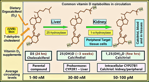 Figure 2 The molecular structures of three clinically relevant vitamin D metabolites, vitamin D, 25(OH)D, and 1.25(OH)2D, involved in the immune system, their circulatory half-lives, mean circulating concentrations, and respective cytochrome P450 (CYP) hydroxylating enzymes are illustrated. Most of the 25-hydroxylations of D2 and D3 occur in hepatocytes to form calcifediol (calcidiol). In contrast, calcitriol formed in the renal tubular cells and in peripheral target tissue cells as illustrated (note: serum concentration of calcitriol is about 900-fold less than calcifediol).