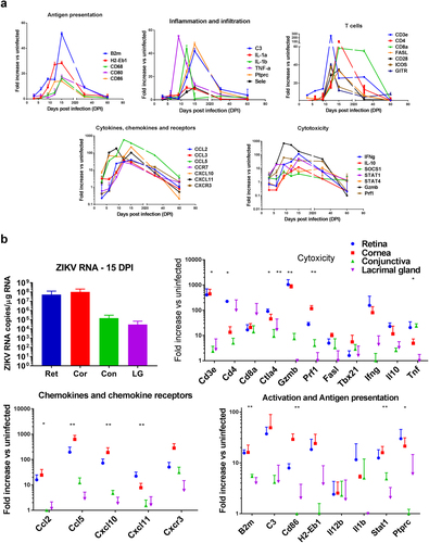 Fig. 3 ZIKV induces inflammatory gene expression.a RNA was isolated from the eye homogenates of B6wt mice 3, 6, 9, 12, 15, 30, and 60 dpi. Relative expression of immune-related genes assessed using a TaqMan mouse immune array and shown as mean fold increase over uninfected, age-matched controls (n = 6/time point). b RNA isolated from retina, cornea, conjunctiva, and lacrimal gland 15 dpi and assessed for viral load by qRT-PCR as well as mRNA expression of immune-related genes. Gene expression was calculated as fold increase over uninfected, age-matched control samples of the same tissue. Mean ± SD, n = 3; Differences between tissues were tested by ANOVA *p < 0.05; **p < 0.01