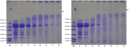 Figure 5. SDS-PAGE patterns of MBPI and MBPI–Dextran conjugates obtained at 80°C (A) and 90°C (B). (Lane M: Protein standards; Lane 1: native mung bean protein isolates; Lane 2: mixture of mung bean protein isolates and dextran; Lane 3–8: MBPI-D conjugates incubated under 1–6 h).